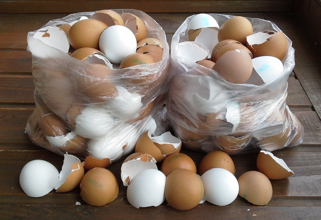 Το Τσόφλι Αυγού: Ένας Φυσικός Θησαυρός για το Σπίτι και τον Κήπο